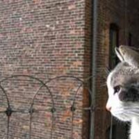 【2026年最新】爪とぎ防止シートおすすめ5選！壁紙・ソファを守りながら猫と暮らす