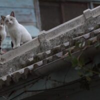 猫の気持ちがわかる本おすすめ7冊｜飼い主向けしぐさ・行動学【Kindle対応】