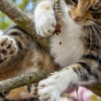 猫の病気・健康の本おすすめ9冊｜飼い主向けごはん・介護の本も【Kindle対応】