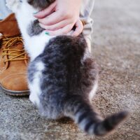 保護猫・ペットロスの本おすすめ7冊｜猫を迎える人・見送る人へ【Kindle対応】