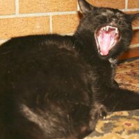猫が飼い主の後をついてくる理由7つ｜トイレやお風呂までついてくる心理と注意したいケース