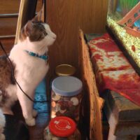 猫の寒さ対策はいつから？始める気温の目安と秋のうちに済ませたい準備7つ