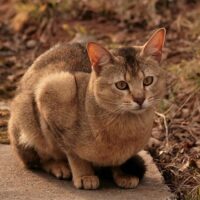 猫がトイレの後に走り回るのはなぜ？「トイレハイ」の理由5つと注意したいサイン