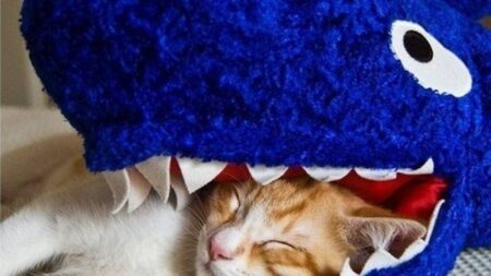潜り込めるベッドで眠る子猫