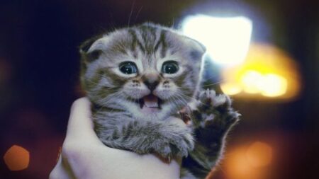 手のひらに抱えられた子猫