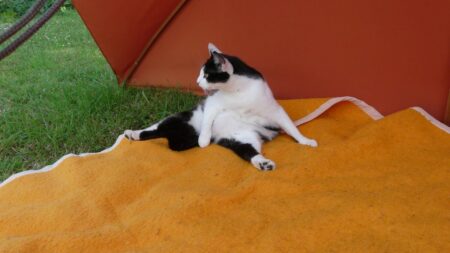 ブランケットの上でくつろぐ白黒の猫