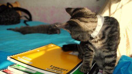 ベッドの上で遊ぶキジトラの子猫