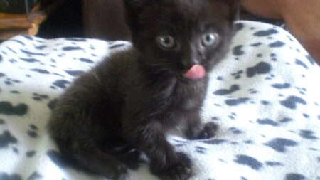 ブランケットの上の黒い子猫