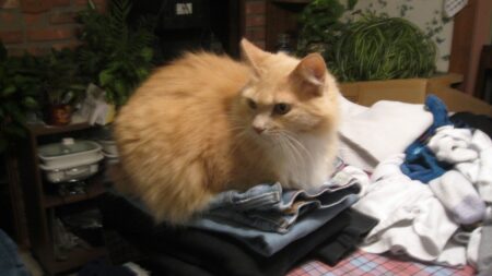 洗濯物の上でくつろぐ猫