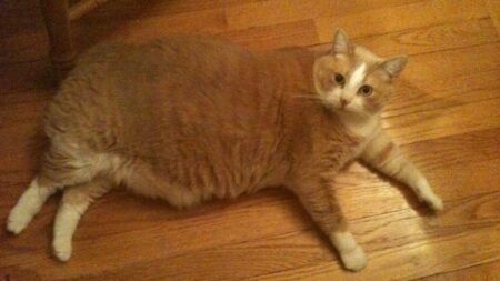 床にごろんと寝そべる猫