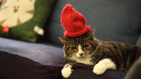ソファでくつろぐ猫
