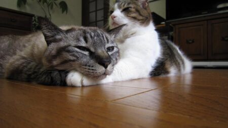 床で寄り添ってくつろぐ2匹の猫