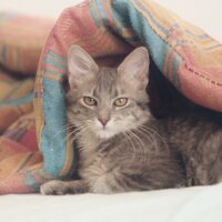 冬の運動不足と狭い部屋に合うキャットタワーの選び方｜倒れない設置のコツとプライム感謝祭でチェックしたいおすすめ5選