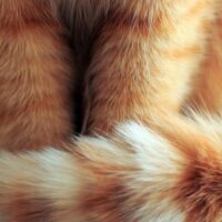 冬に水を飲まない猫に自動給水器5選｜飲みたくなる選び方と置き方【プライム感謝祭】