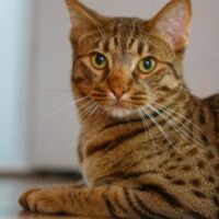 部屋でくつろぐ縞模様の猫