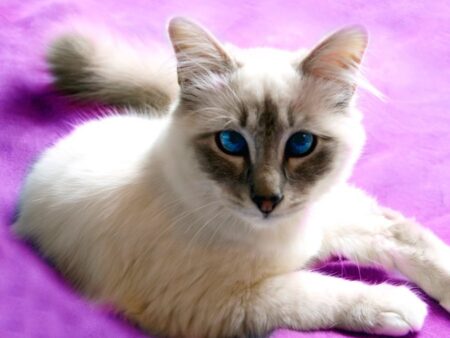 布の上でくつろぎながらこちらを見つめる長毛の猫