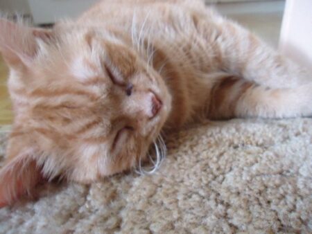 ラグの上で気持ちよさそうに眠る茶トラ猫
