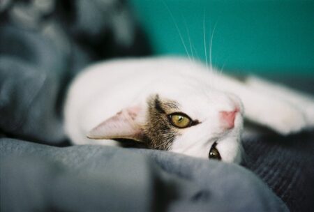 毛布の上に寝転がってこちらを見上げる猫