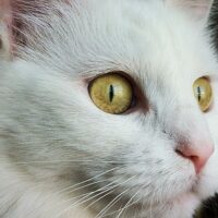 猫砂のまとめ買いで重さ・置き場所に悩まない選び方｜プライム感謝祭前に見直したい種類別おすすめ6選