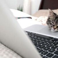 プライム感謝祭で揃えたい猫の冬支度リスト｜寒さ・留守番・水分不足など悩み別に準備するもの
