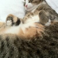 白いシーツの上で丸くなって眠る猫