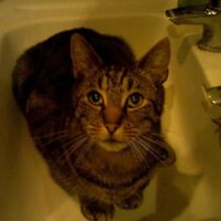 家具で爪とぎする猫に合う爪とぎの選び方｜素材と形で失敗しないコツとプライム感謝祭でチェックしたいおすすめ5選